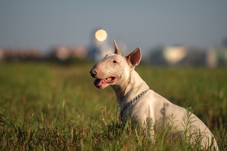 Portrait of a beautiful purebred bull terrier on a walk in summer.の写真素材