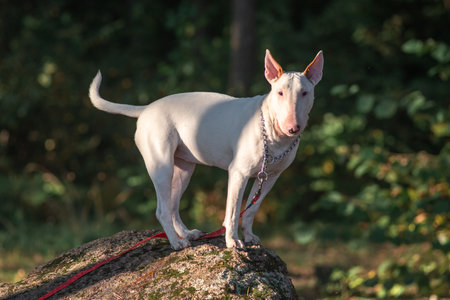 Portrait of a beautiful purebred bull terrier.の写真素材