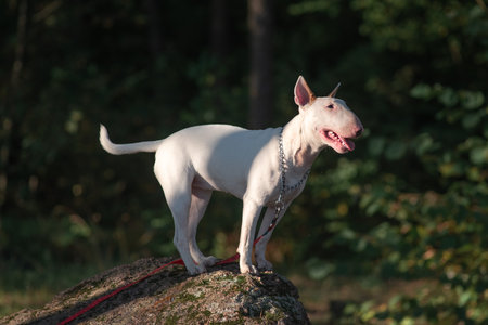 Portrait of a beautiful purebred bull terrier on a walk in summer.の写真素材