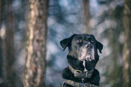 Black dog in snow-covered area, wearing a harness, surrounded by winter landscape with trees in the background, showcasing a serene and peaceful atmosphereの写真素材