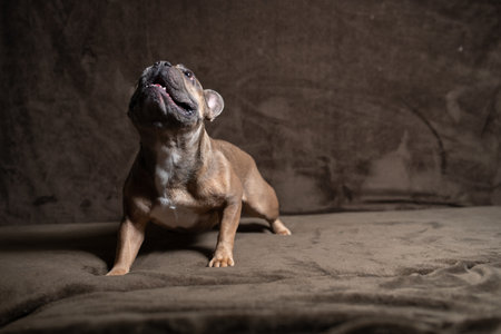 Portrait of a young French Bulldog in a dark studio.の写真素材
