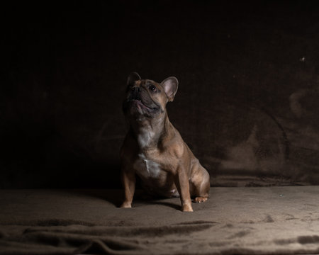 Portrait of a young beautiful purebred French Bulldog in a dark studio.の写真素材