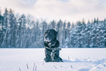 Black dog sitting in snow-covered field, wearing a harness, surrounded by winter landscape with trees in the background, showcasing a serene and peaceful atmosphereの写真素材