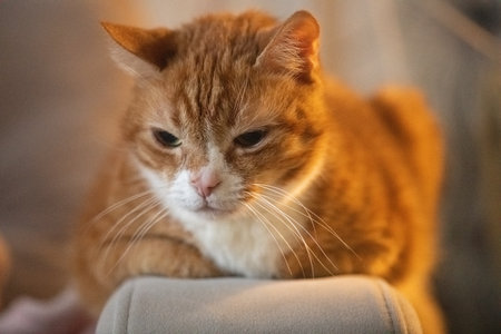 Orange tabby cat with striking green eyes resting on a soft beige couch, showcasing its relaxed...