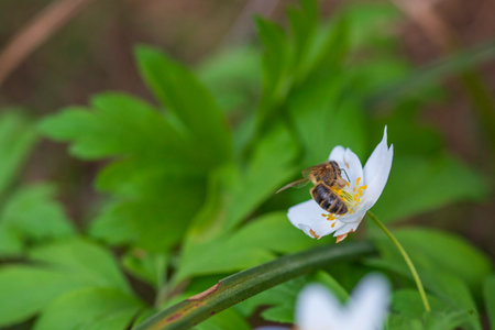 Close-up of a bee collecting pollen from a delicate white flower surrounded by lush green foliage,...