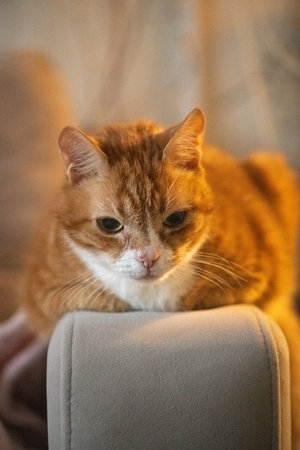 Orange tabby cat with striking green eyes resting on a soft beige couch, showcasing its relaxed demeanor and cozy indoor environment with warm lightingの写真素材