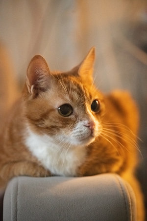 Orange tabby cat resting on a soft beige couch, showcasing its relaxed demeanor and cozy indoor...