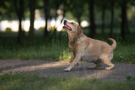 Small fluffy dog with a light brown and white coat stands in a grassy field, tail wagging, showcasing playful energy and a joyful demeanor in a natural outdoor settingの写真素材