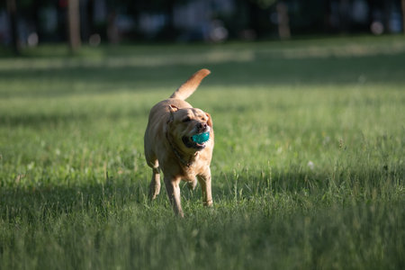 Small fluffy dog with a light brown and white coat stands in a grassy field, tail wagging, showcasing playful energy and a joyful demeanor in a natural outdoor settingの写真素材