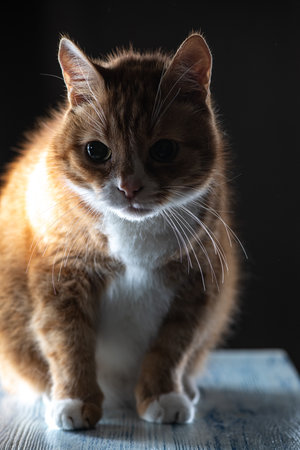 Orange tabby cat with white paws sits on a wooden surface, gazing down thoughtfully, illuminated by...