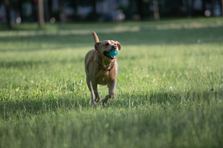 Small fluffy dog with a light brown and white coat stands in a grassy field, tail wagging, showcasing playful energy and a joyful demeanor in a natural outdoor settingの写真素材