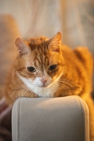 Orange tabby cat resting on a soft beige couch, showcasing its relaxed demeanor and cozy indoor environment with warm lightingの写真素材