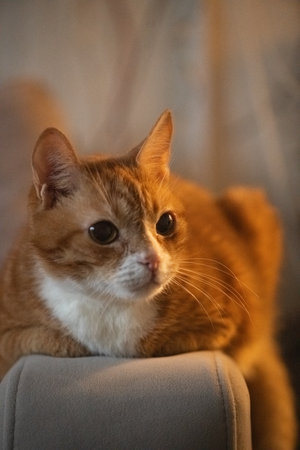 Orange tabby cat resting on a soft beige couch, showcasing its relaxed demeanor and cozy indoor environment with warm lightingの写真素材