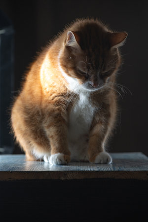 Orange tabby cat with white paws sits on a wooden surface, gazing down thoughtfully, illuminated by soft natural light, creating a serene and contemplative atmosphereの写真素材