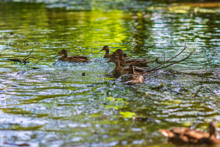 Female mallard duck swimming gracefully in a serene pond surrounded by vibrant green lily pads, showing the beauty of nature and wildlife in a tranquil settingの写真素材