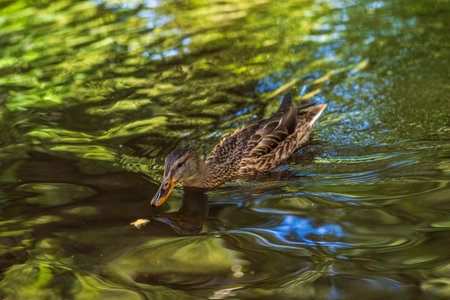 Female mallard duck swimming gracefully in a serene pond surrounded by vibrant green lily pads, showing the beauty of nature and wildlife in a tranquil settingの写真素材