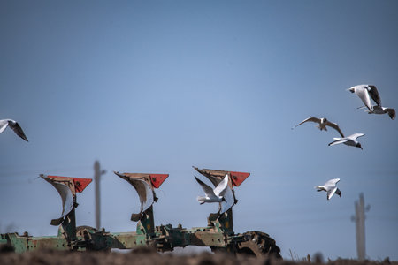 Agricultural plow with shiny metal blades is positioned in freshly tilled soil under a clear blue sky, showcasing farming equipment and agricultural practices in actionの写真素材