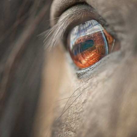 Close-up of a majestic black horse's eye, showing intricate details of the iris and reflections, highlighting the beauty and depth of equine features in natural lightの写真素材