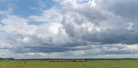 Expansive green meadow under a dramatic sky filled with clouds, featuring a herd of grazing animals in the distance, showing the beauty of nature and wildlifeの写真素材