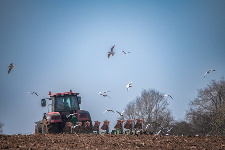 Red tractor plowing a field with flying birds in the background, showcasing agricultural activity and the beauty of rural landscapes in a sunny environmentの写真素材
