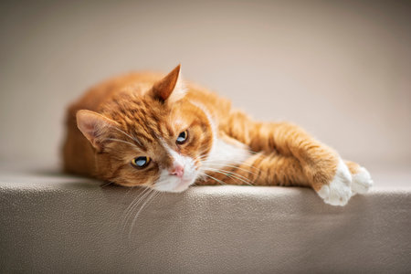 Domestic cat with a playful expression, lying on a soft surface, showcasing its fur texture and...