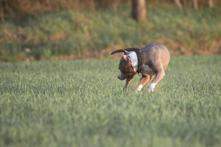 A playful dog runs across a grassy field, happily carrying a ball in its mouth, showing energy and enthusiasm in a bright outdoor setting.の写真素材