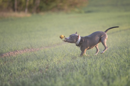 A playful Staffordshire Terrier pedigree dog runs across a grassy field, happily carrying a ball in its mouth, showing energy and enthusiasm in a bright outdoor setting.の写真素材