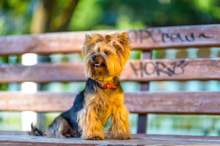Small dog with fluffy fur and bright eyes is lying on a wooden bench in a sunny park, showcasing a playful and joyful demeanor in a vibrant outdoor settingの写真素材