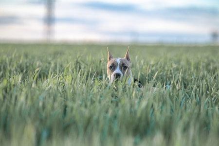 A Staffordshire Terrier dog runs across a grassy field, happily carrying a ball in its mouth,...