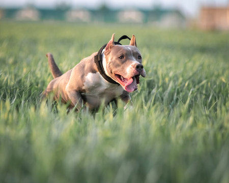 A playful Terrier pedigree dog runs across a grassy field, happily carrying a ball in its mouth, showing energy and enthusiasm in a bright outdoor setting.の写真素材