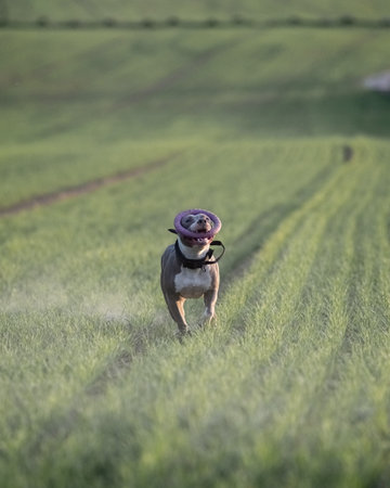 A playful Staffordshire Terrier pedigree dog runs across a grassy field, happily carrying a ball in its mouth, showing energy and enthusiasm in a bright outdoor setting.の写真素材