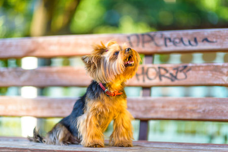 Small dog with fluffy fur and bright eyes is lying on a wooden bench in a sunny park, showcasing a playful and joyful demeanor in a vibrant outdoor settingの写真素材