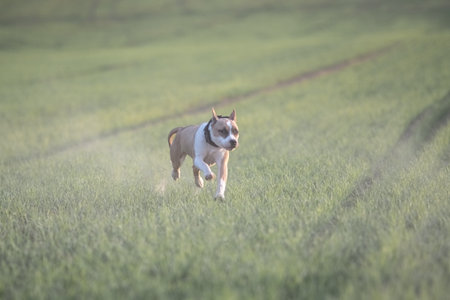 A playful Staffordshire Terrier pedigree dog runs across a grassy field, happily carrying a ball in its mouth, showing energy and enthusiasm in a bright outdoor setting.の写真素材