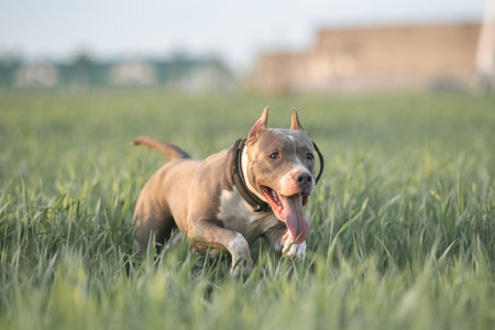 A playful Staffordshire Terrier pedigree dog runs across a grassy field, happily carrying a ball in its mouth, showing energy and enthusiasm in a bright outdoor setting.の写真素材