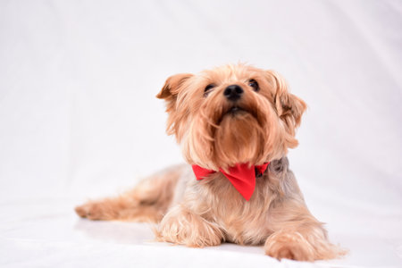 Yorkshire Terrier with red bow tie lying on a white backgroundの写真素材