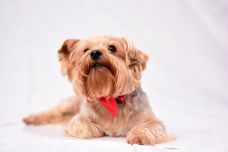 Cute Yorkshire Terrier with red bow tie on white backgroundの写真素材