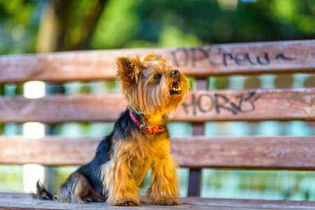 Small dog with fluffy fur and bright eyes is lying on a wooden bench in a sunny park, showcasing a playful and joyful demeanor in a vibrant outdoor settingの写真素材