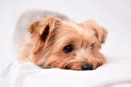 Yorkshire Terrier puppy lying on a white bed. Selective focus.の写真素材
