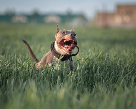 A playful Staffordshire Terrier dog runs across a grassy field, happily carrying a ball in its mouth, showing energy and enthusiasm in a bright outdoor setting.の写真素材