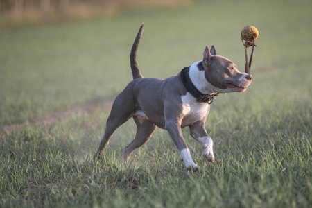 A playful Staffordshire Terrier dog runs across a grassy field, happily carrying a ball in its mouth, showing energy and enthusiasm in a bright outdoor setting.の写真素材