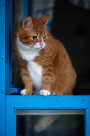 Domestic cat with a playful expression, lying on a soft surface, showcasing its fur texture and curious demeanor, embodying the essence of feline companionship and charmの写真素材