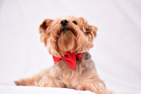 Yorkshire Terrier with red bow tie on a white background.の写真素材