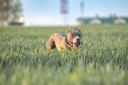 A playful Staffordshire Terrier pedigree dog runs across a grassy field, happily carrying a ball in its mouth, showing energy and enthusiasm in a bright outdoor setting.の写真素材
