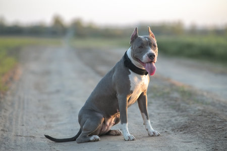 A playful Staffordshire Terrier dog runs across a grassy field, happily carrying a ball in its mouth, showing energy and enthusiasm in a bright outdoor setting.の写真素材