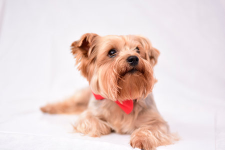 Cute Yorkshire terrier dog on a white background. Studio shot.の写真素材