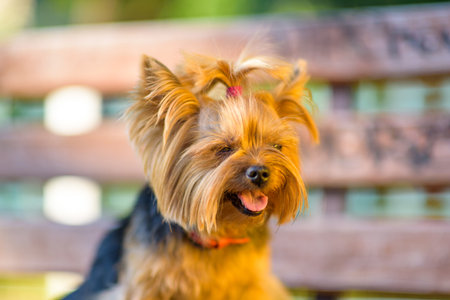 Small dog with fluffy fur and bright eyes is lying on a wooden bench in a sunny park, showcasing a playful and joyful demeanor in a vibrant outdoor settingの写真素材