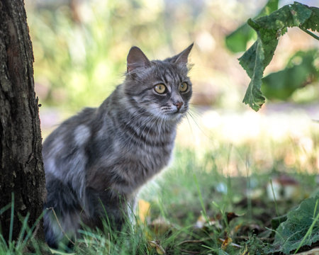 Cat with a playful expression, lying on a soft surface, showcasing its fur texture and curious demeanor, embodying the essence of feline companionship and charmの写真素材