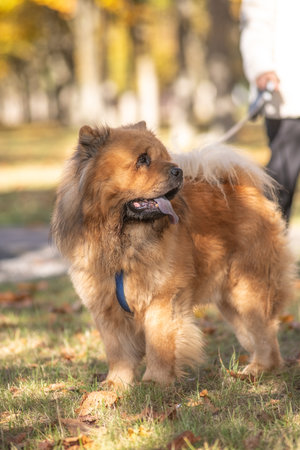 A fluffy, brown, thick-coated dog with a playful disposition, the Chow Chow strolls through a sun-drenched park surrounded by colorful autumn leaves, demonstrating a joyful time spent outdoors.の写真素材