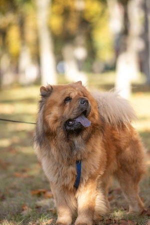 A fluffy, brown, thick-coated dog with a playful disposition, the Chow Chow strolls through a sun-drenched park surrounded by colorful autumn leaves, demonstrating a joyful time spent outdoors.の写真素材