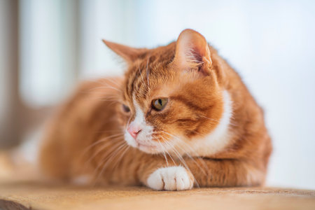 Domestic cat with a playful expression, lying on a soft surface, showcasing its fur texture and curious demeanor, embodying the essence of feline companionship and charmの写真素材